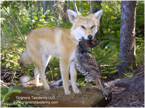 coyote mounted